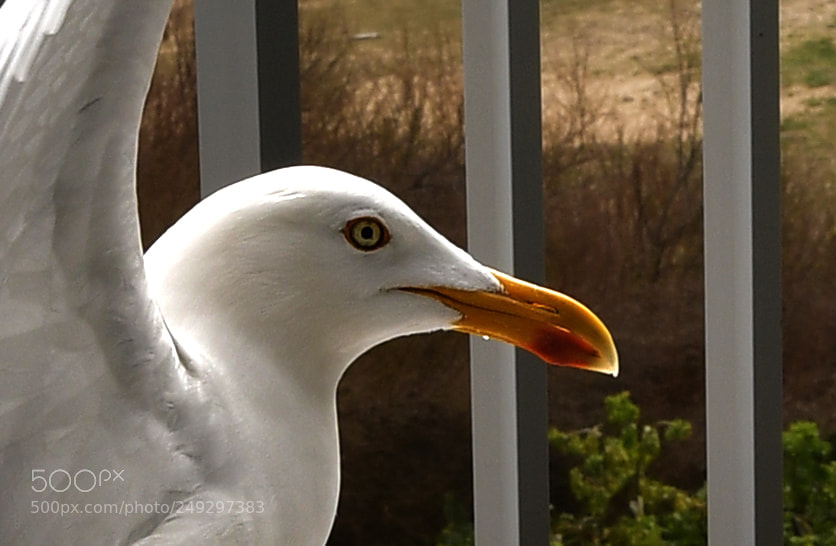 Nikon D7500 sample photo. Un jour je serai photography