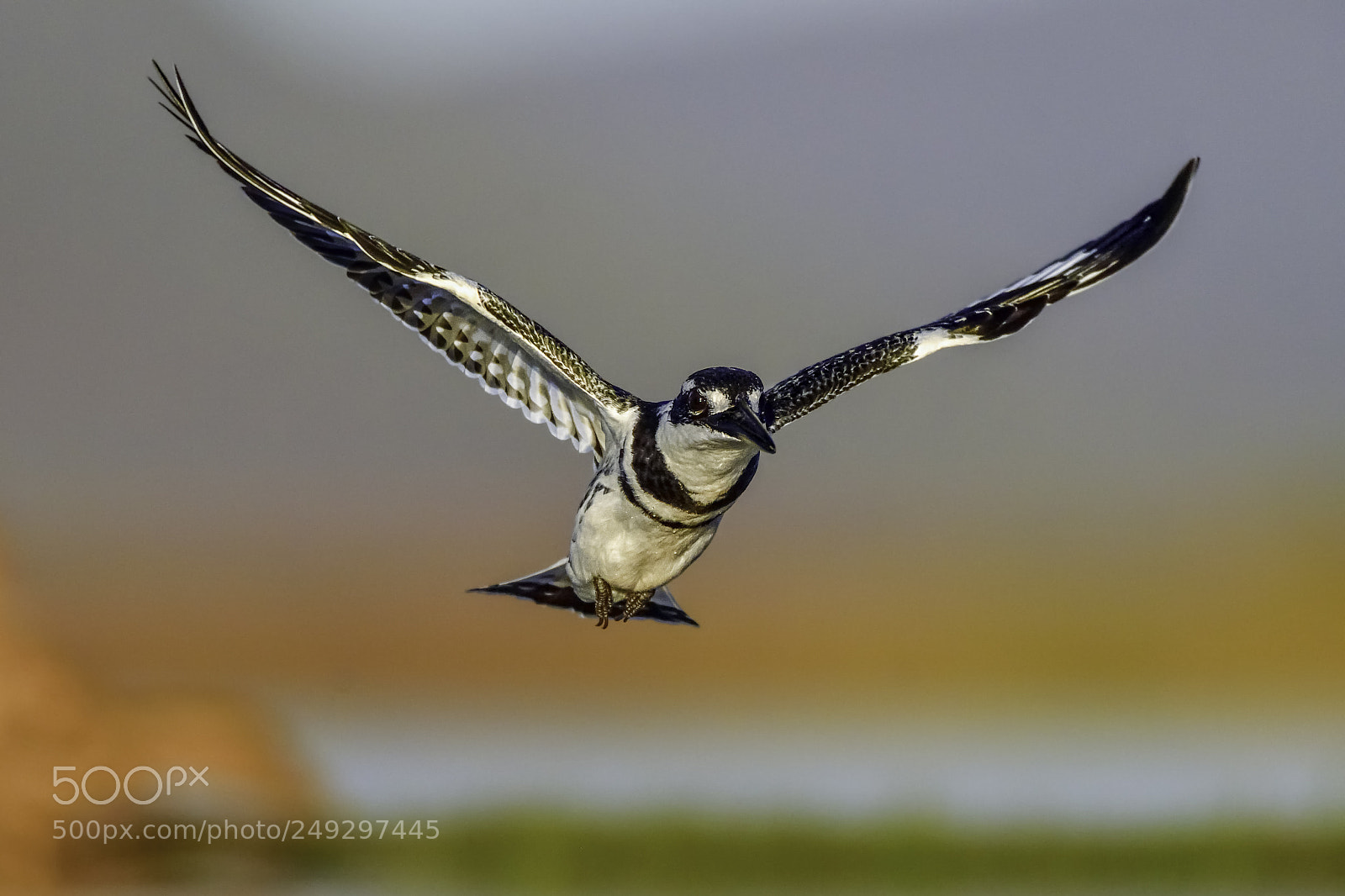 Nikon D500 sample photo. Flying kingfisher photography