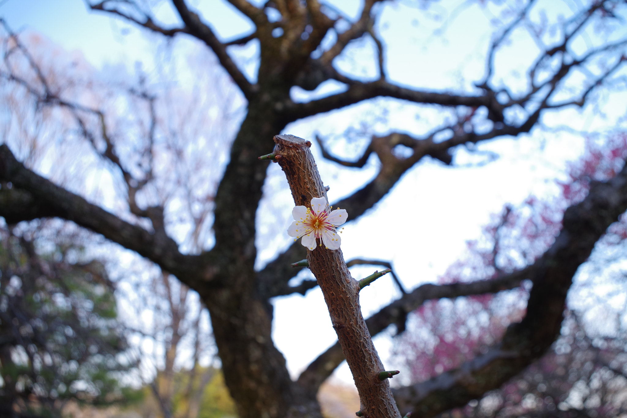 Pentax K-S2 sample photo. Plum. photography