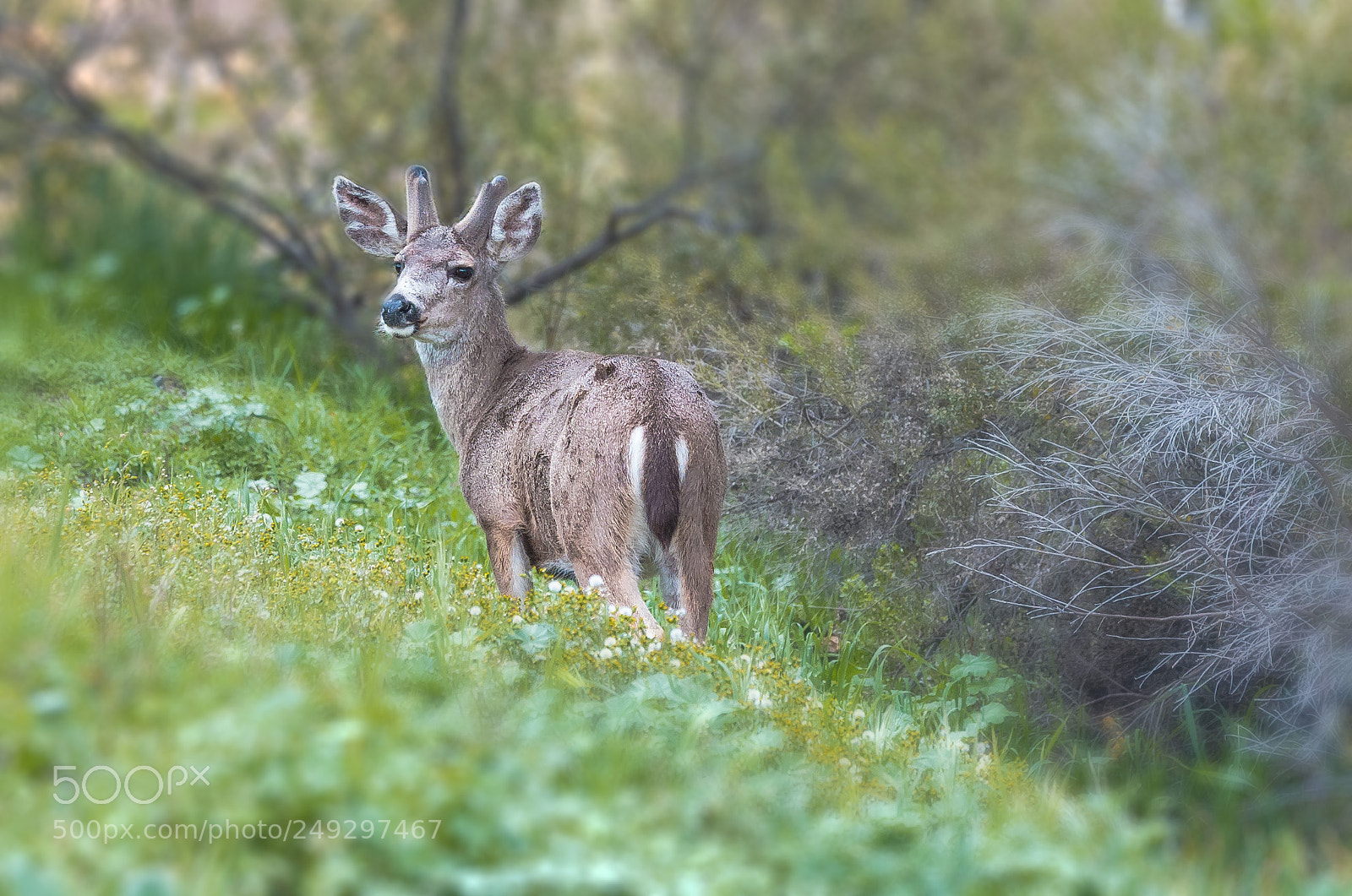 Canon EOS 5D Mark IV sample photo. Mid day deer just photography