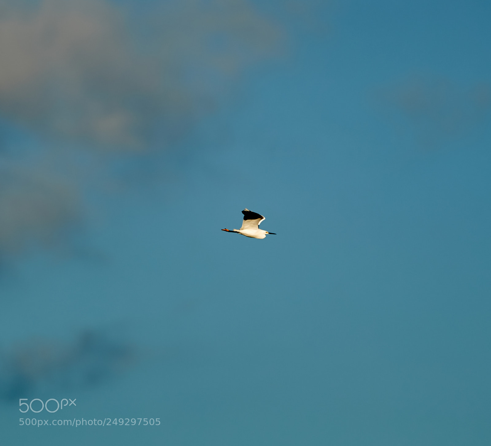 Canon EOS-1D X Mark II sample photo. 03-14-18-0007511 1.jpg photography