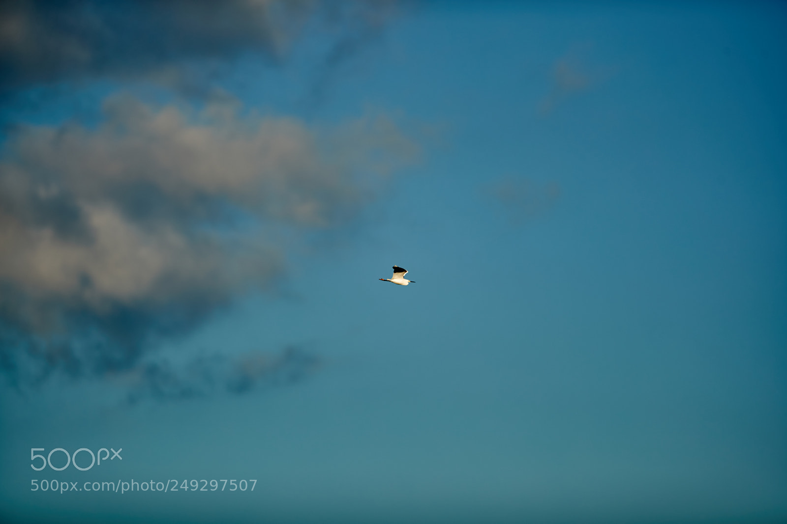 Canon EOS-1D X Mark II sample photo. 03-14-18-0007511.jpg photography