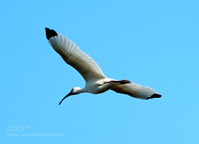 Canon EOS-1D X Mark II sample photo. 03-14-18-0007509.jpg photography