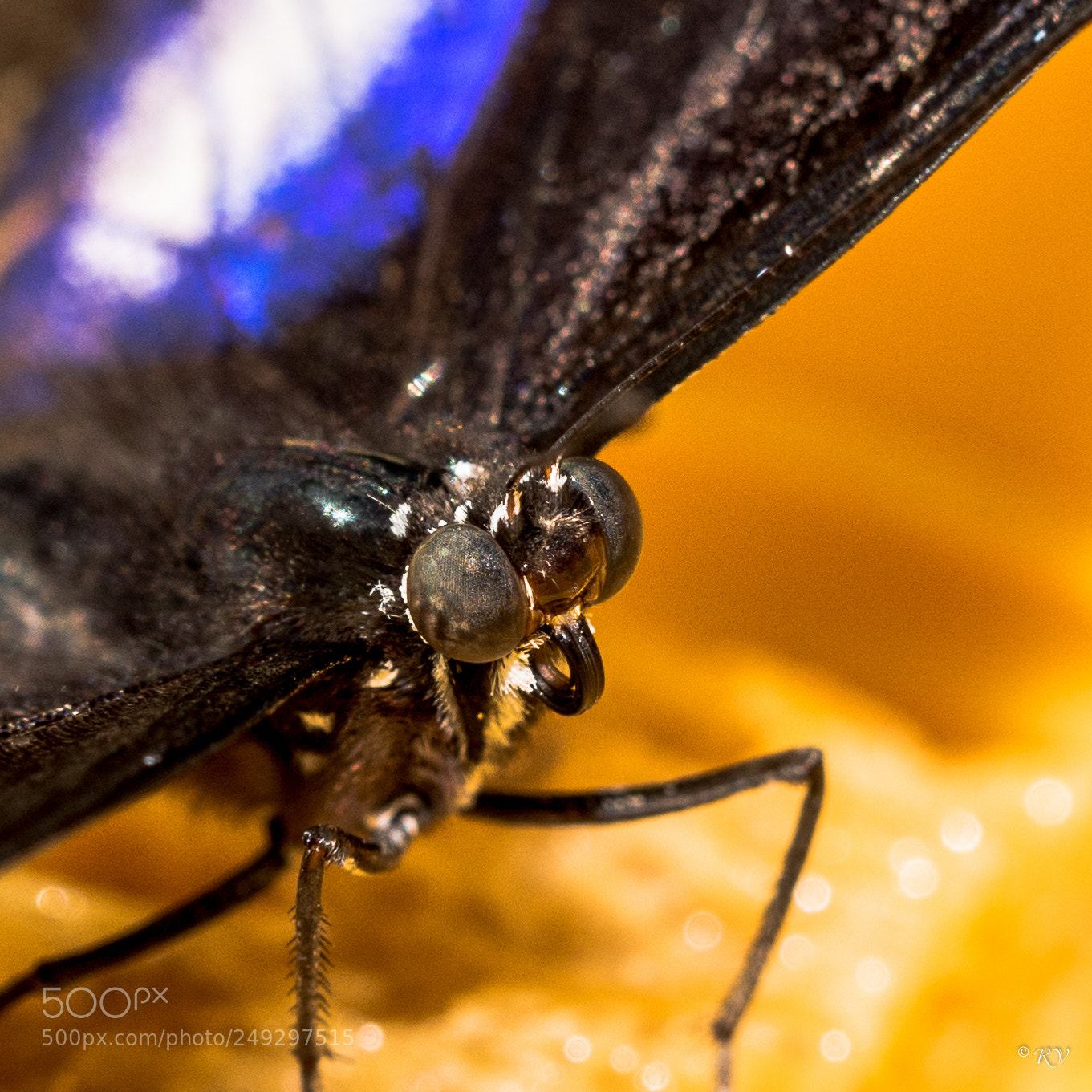 Nikon D7100 sample photo. Batterfly photography