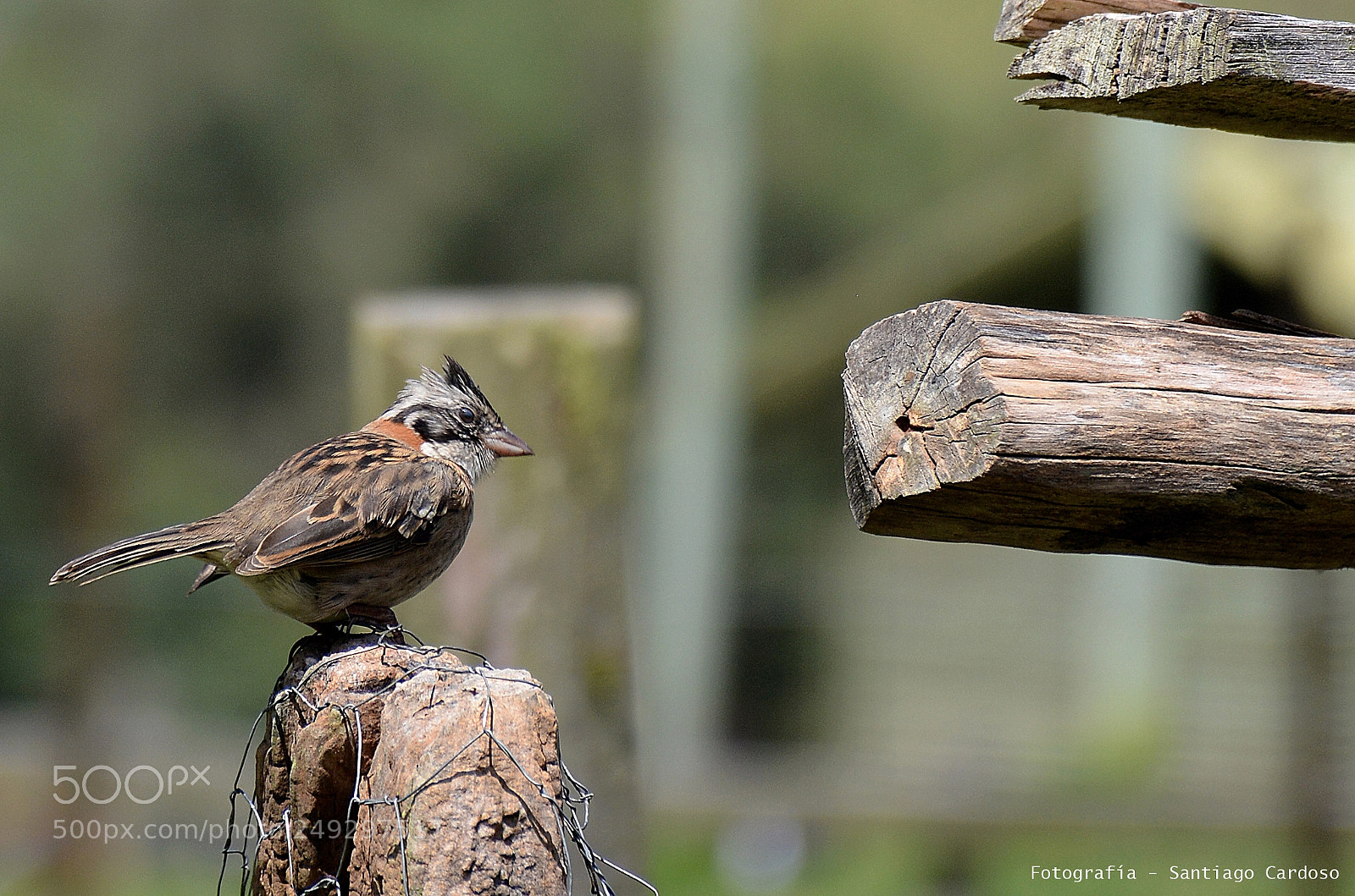 Nikon D7100 sample photo. Fauna colombiana photography