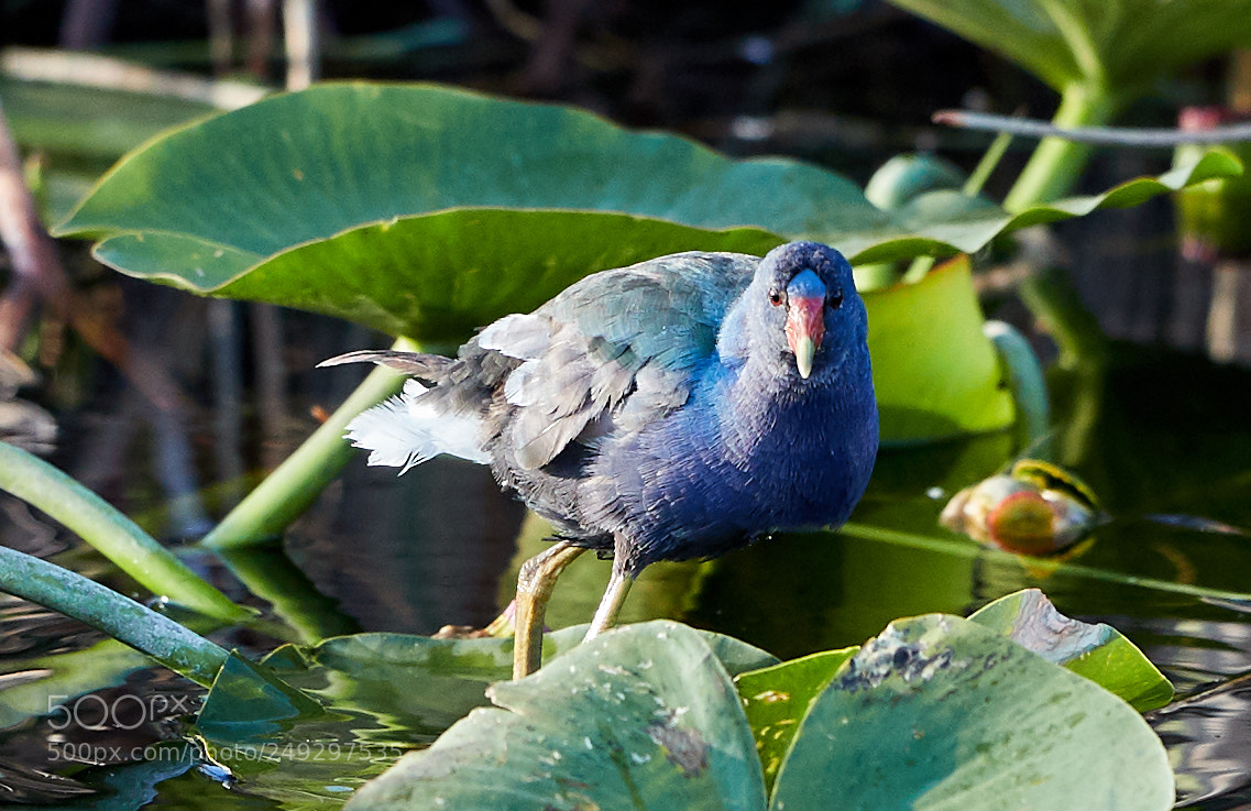 Canon EOS-1D X Mark II sample photo. 03-14-18-0007524.jpg photography