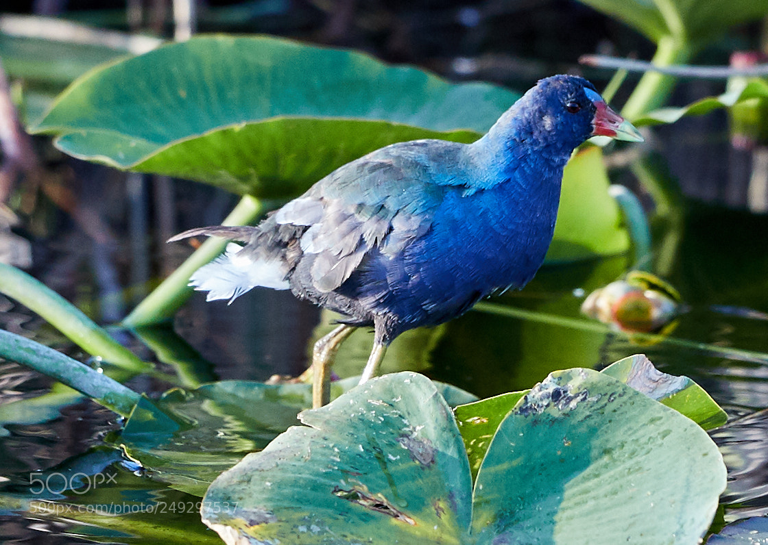 Canon EOS-1D X Mark II sample photo. 03-14-18-0007523.jpg photography