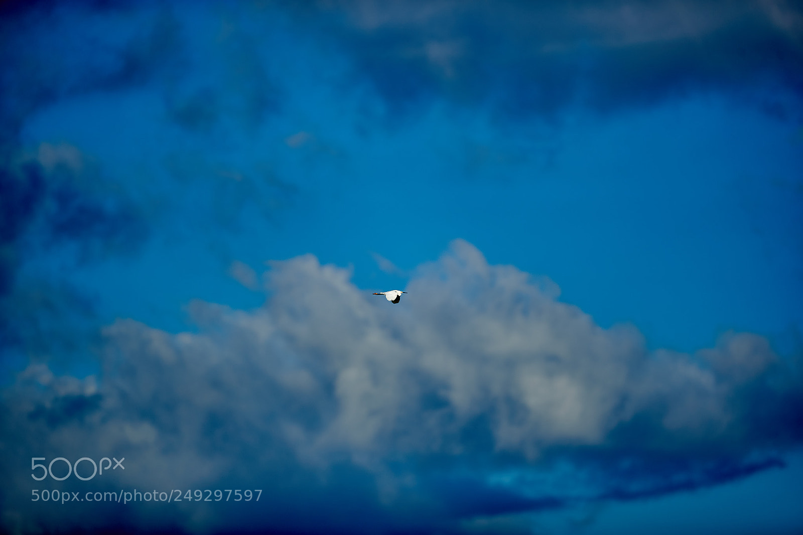 Canon EOS-1D X Mark II sample photo. 03-14-18-0007512.jpg photography
