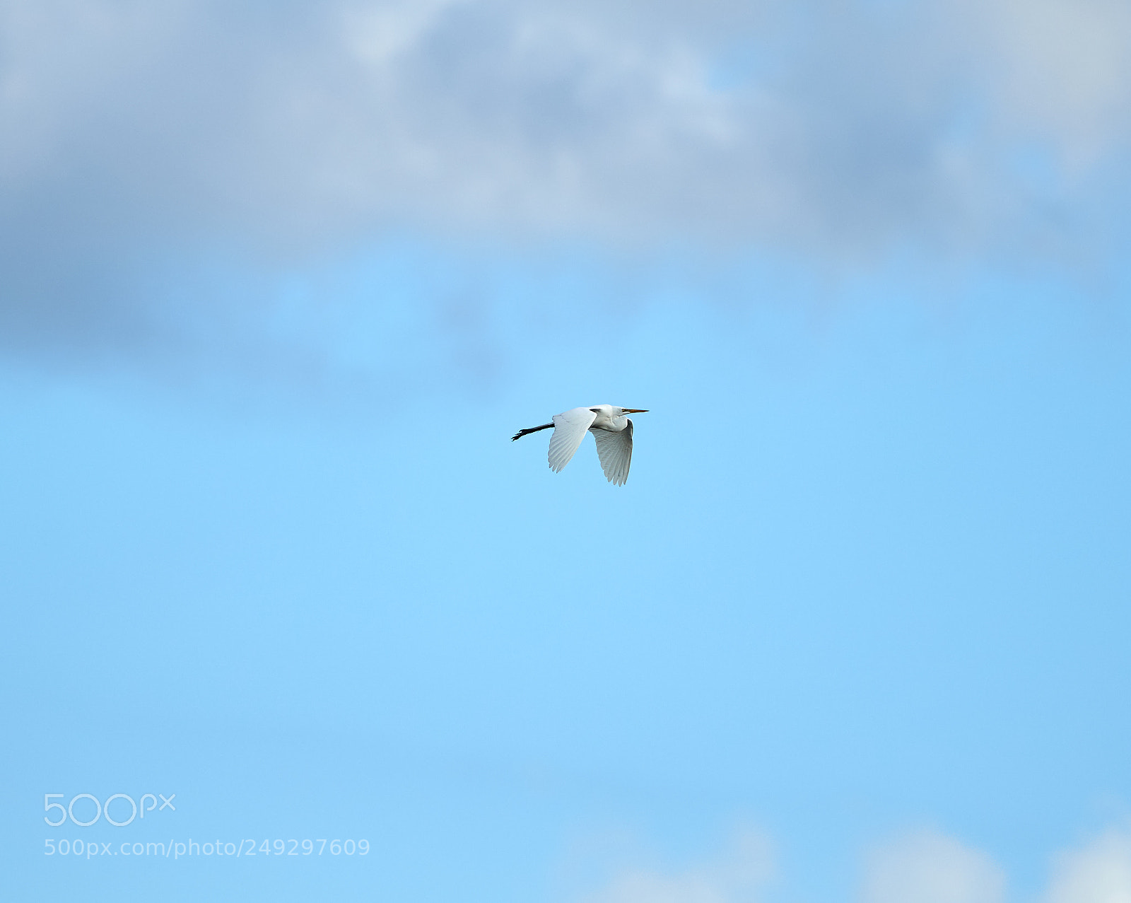 Canon EOS-1D X Mark II sample photo. 03-14-18-0007467.jpg photography