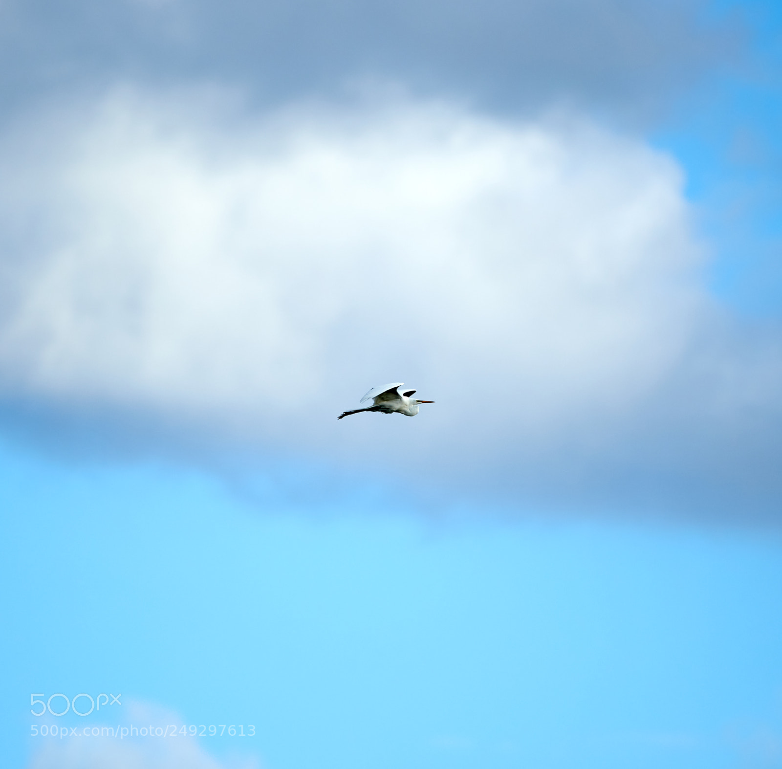 Canon EOS-1D X Mark II sample photo. 03-14-18-0007465 1.jpg photography