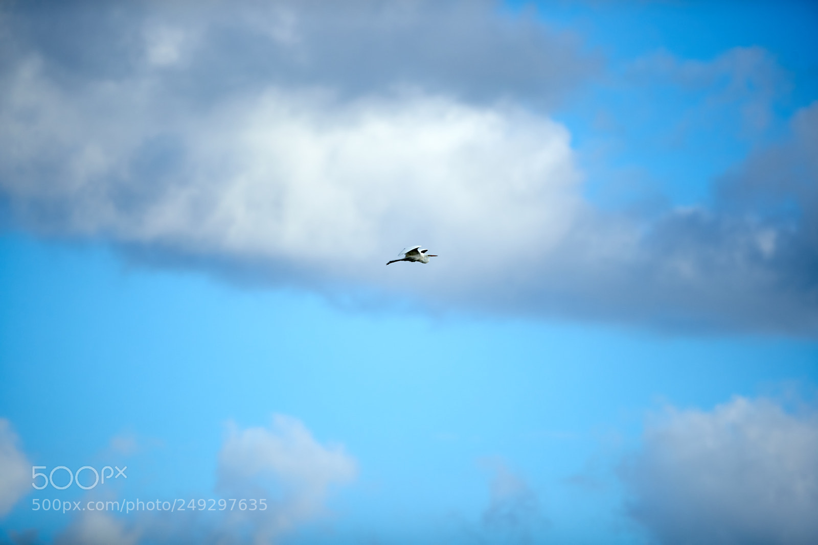 Canon EOS-1D X Mark II sample photo. 03-14-18-0007465.jpg photography