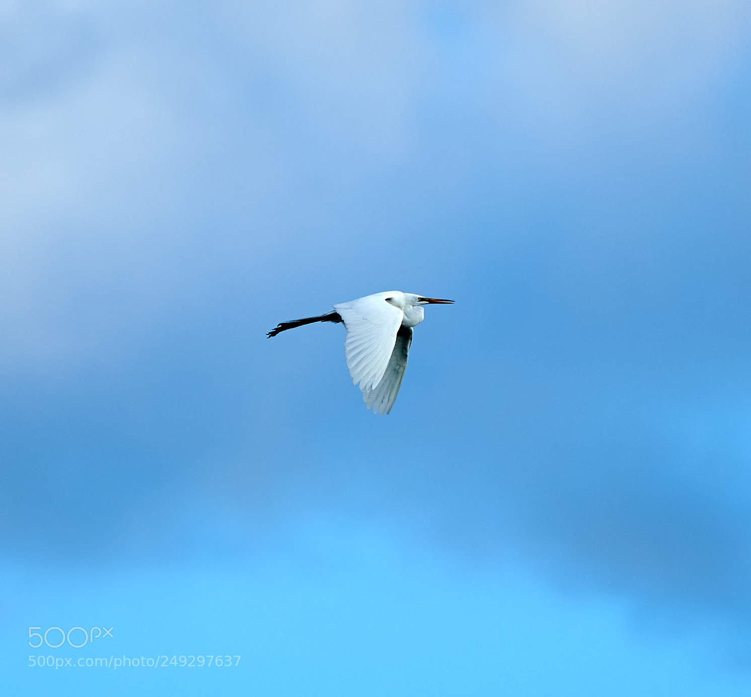 Canon EOS-1D X Mark II sample photo. 03-14-18-0007464 1.jpg photography