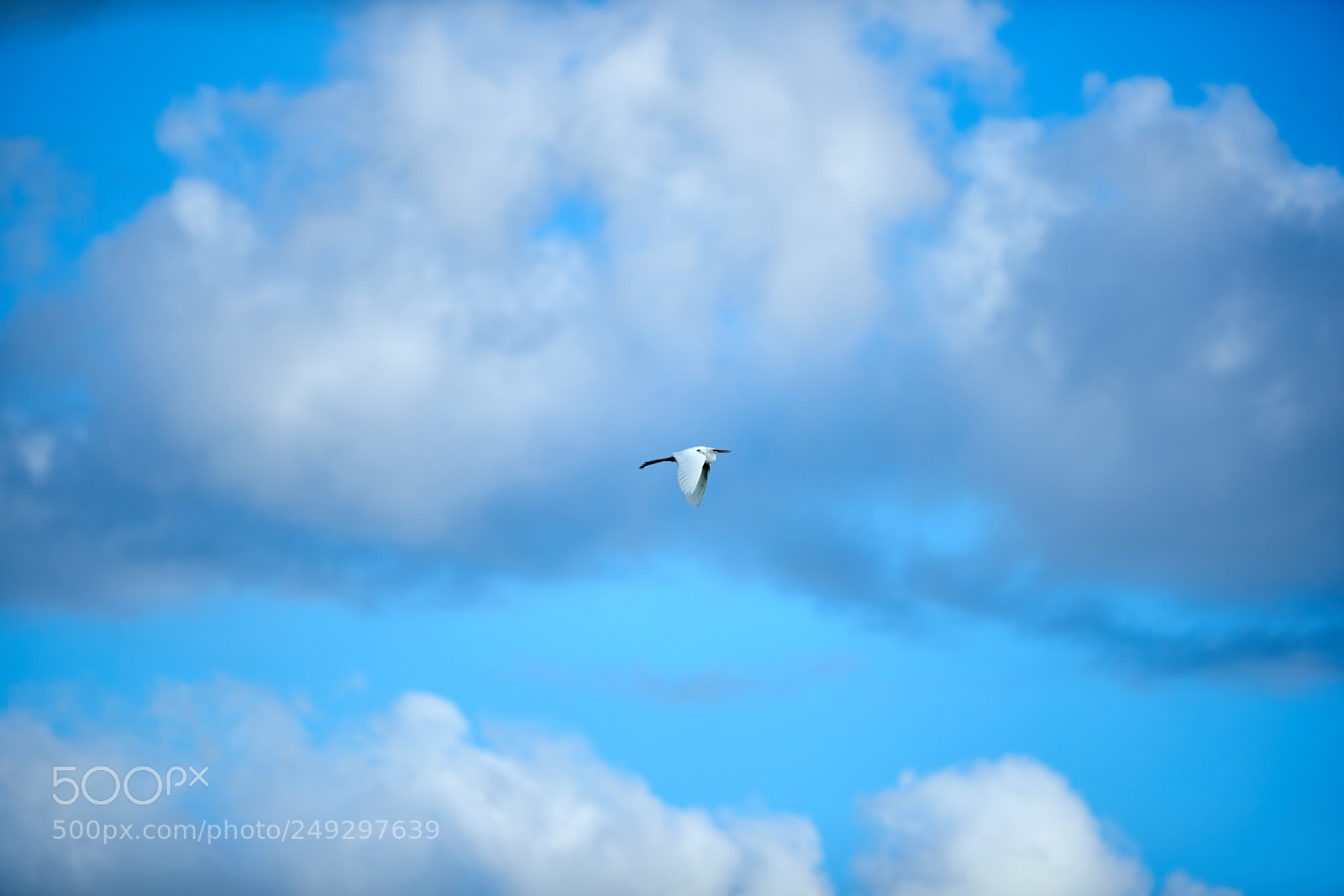Canon EOS-1D X Mark II sample photo. 03-14-18-0007464.jpg photography