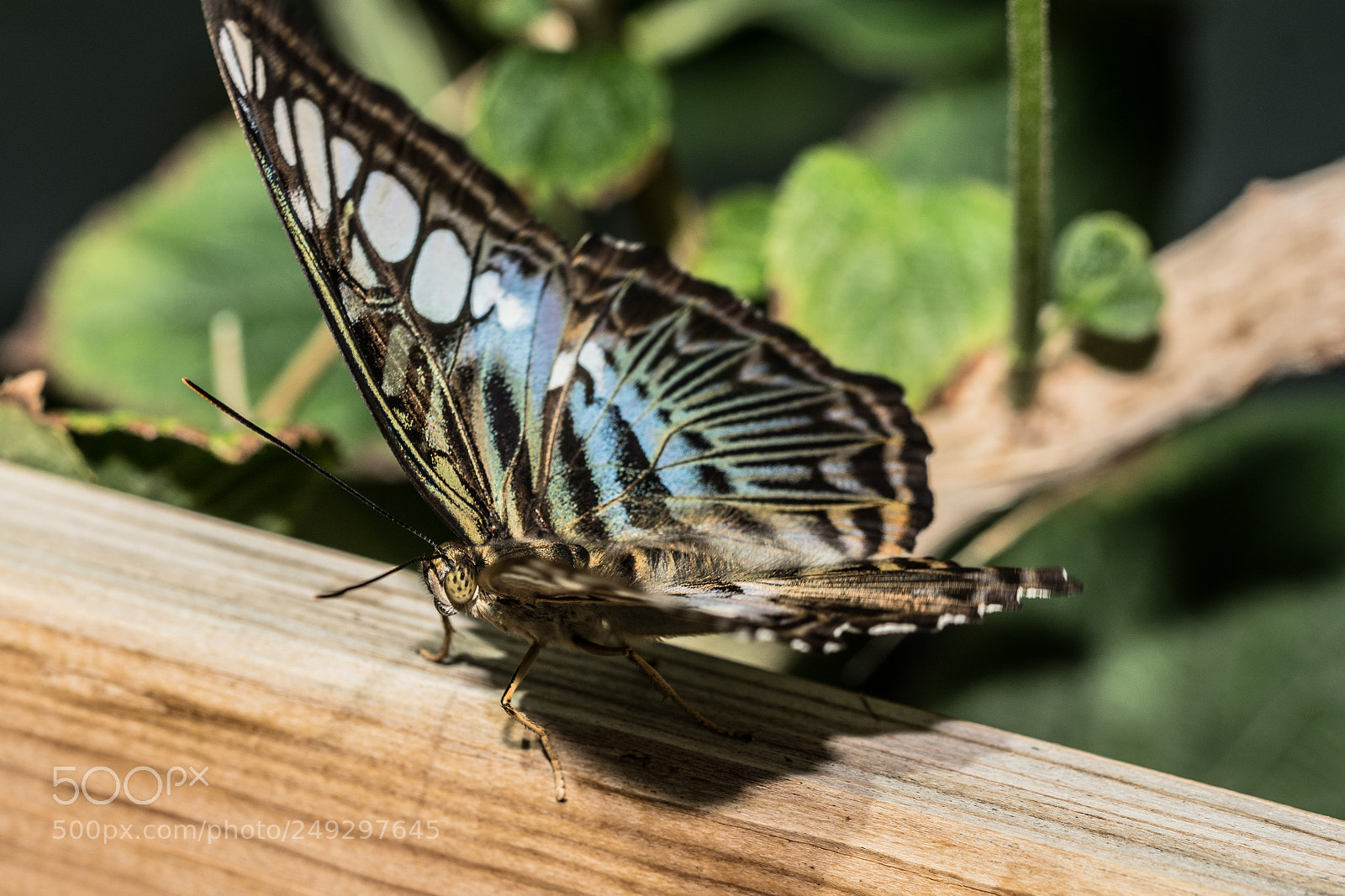 Nikon D7100 sample photo. Batterfly photography
