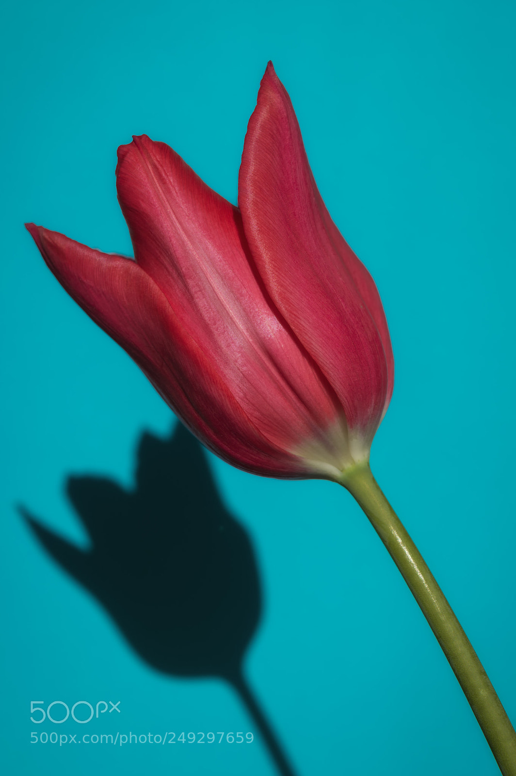 Nikon D3200 sample photo. Tulip with shadow photography