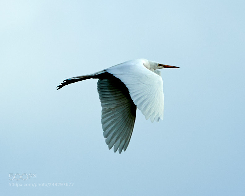 Canon EOS-1D X Mark II sample photo. 03-14-18-0007463.jpg photography