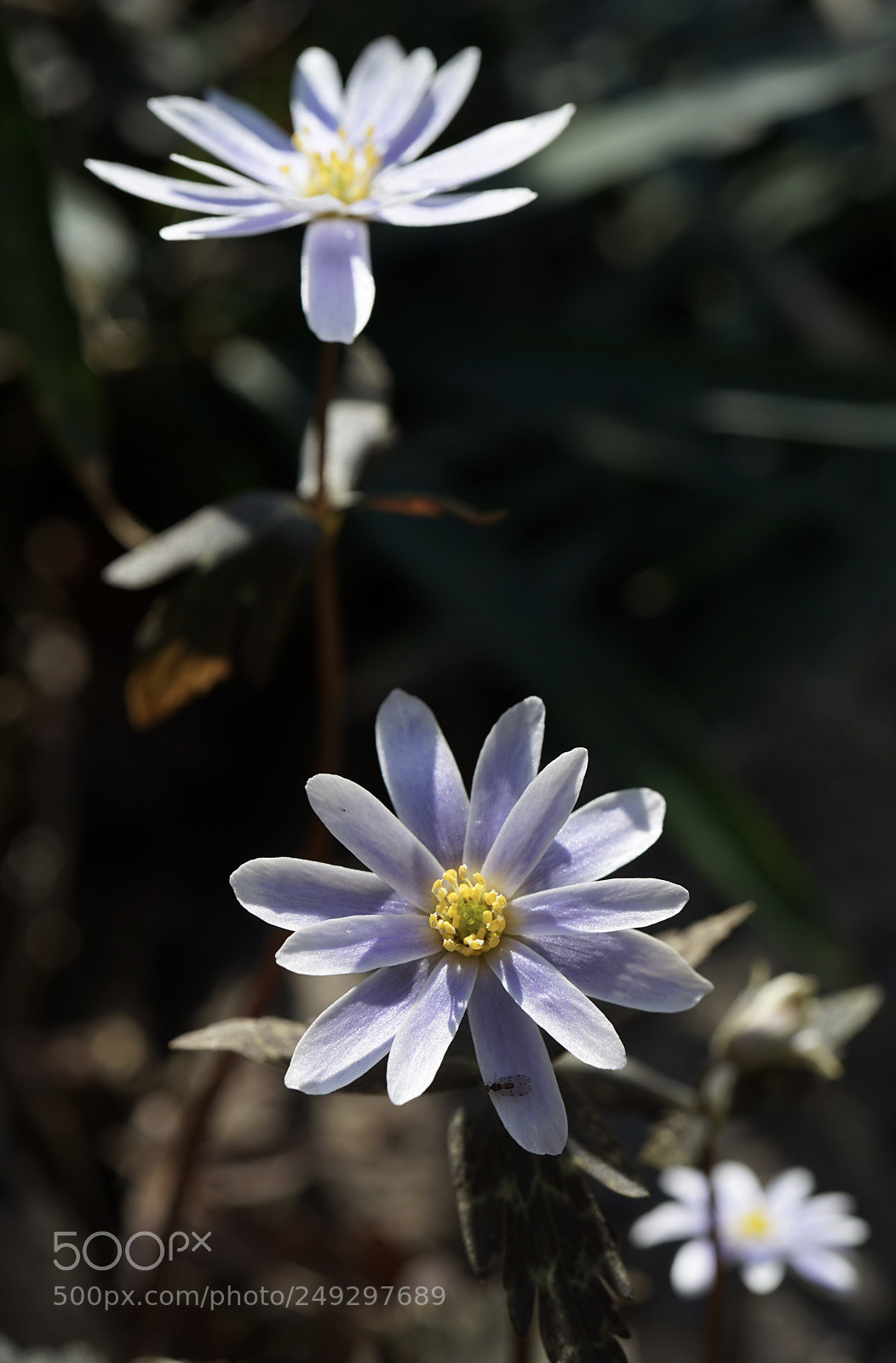 Sony a7 II sample photo. Light and shadow. photography