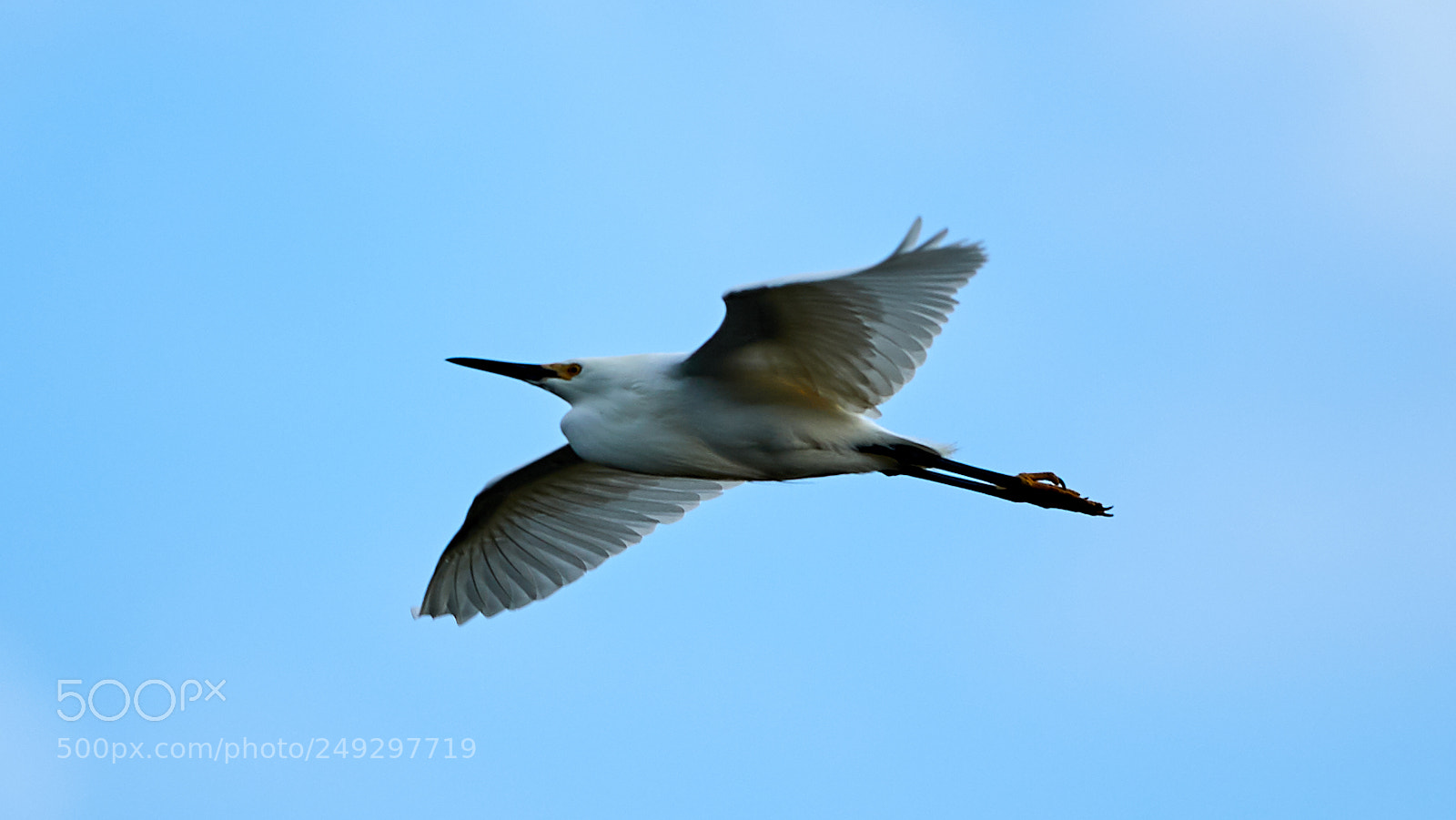 Canon EOS-1D X Mark II sample photo. 03-14-18-0007461.jpg photography