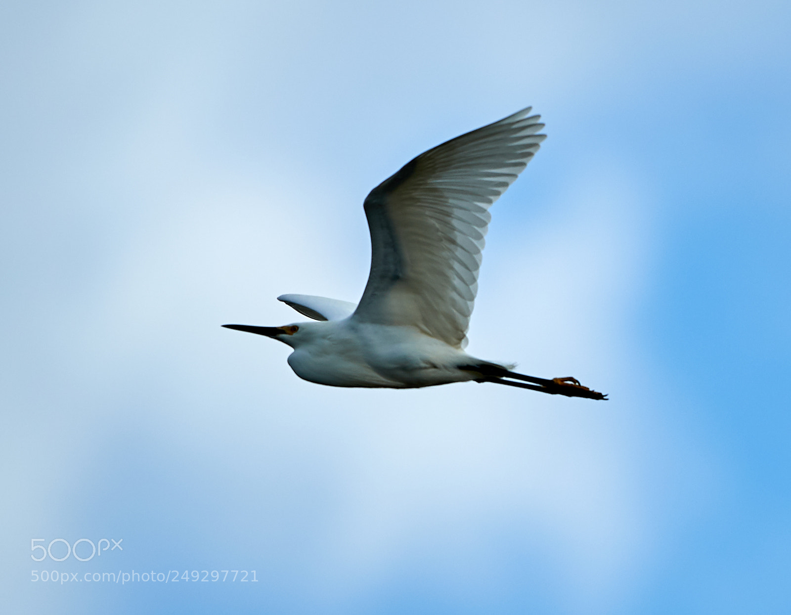 Canon EOS-1D X Mark II sample photo. 03-14-18-0007460.jpg photography