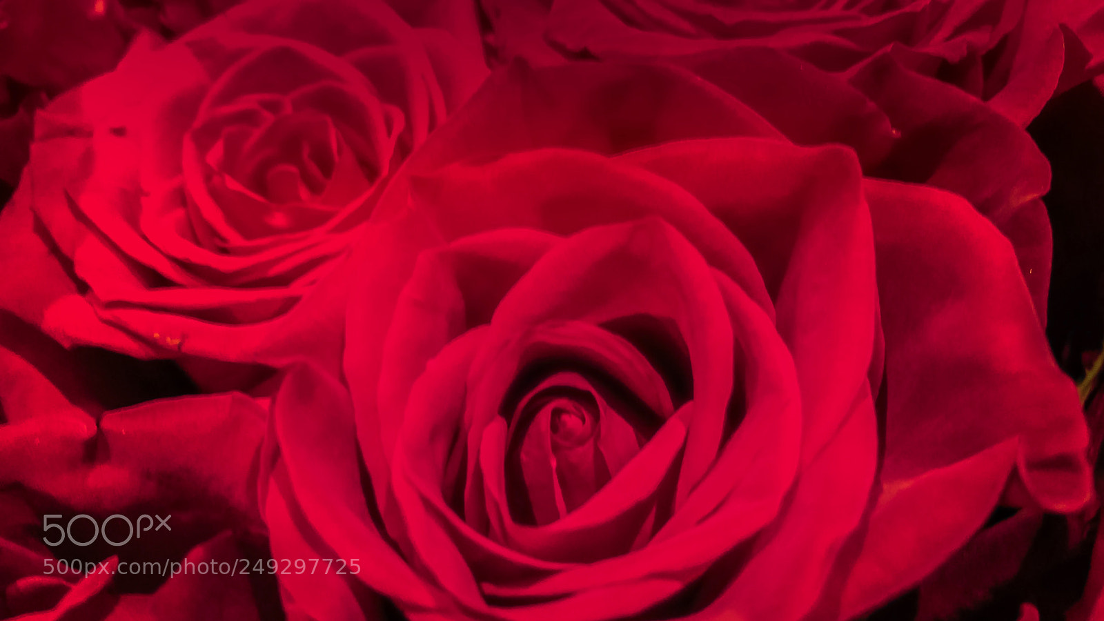 Apple iPhone 7 sample photo. A crimson rose for photography