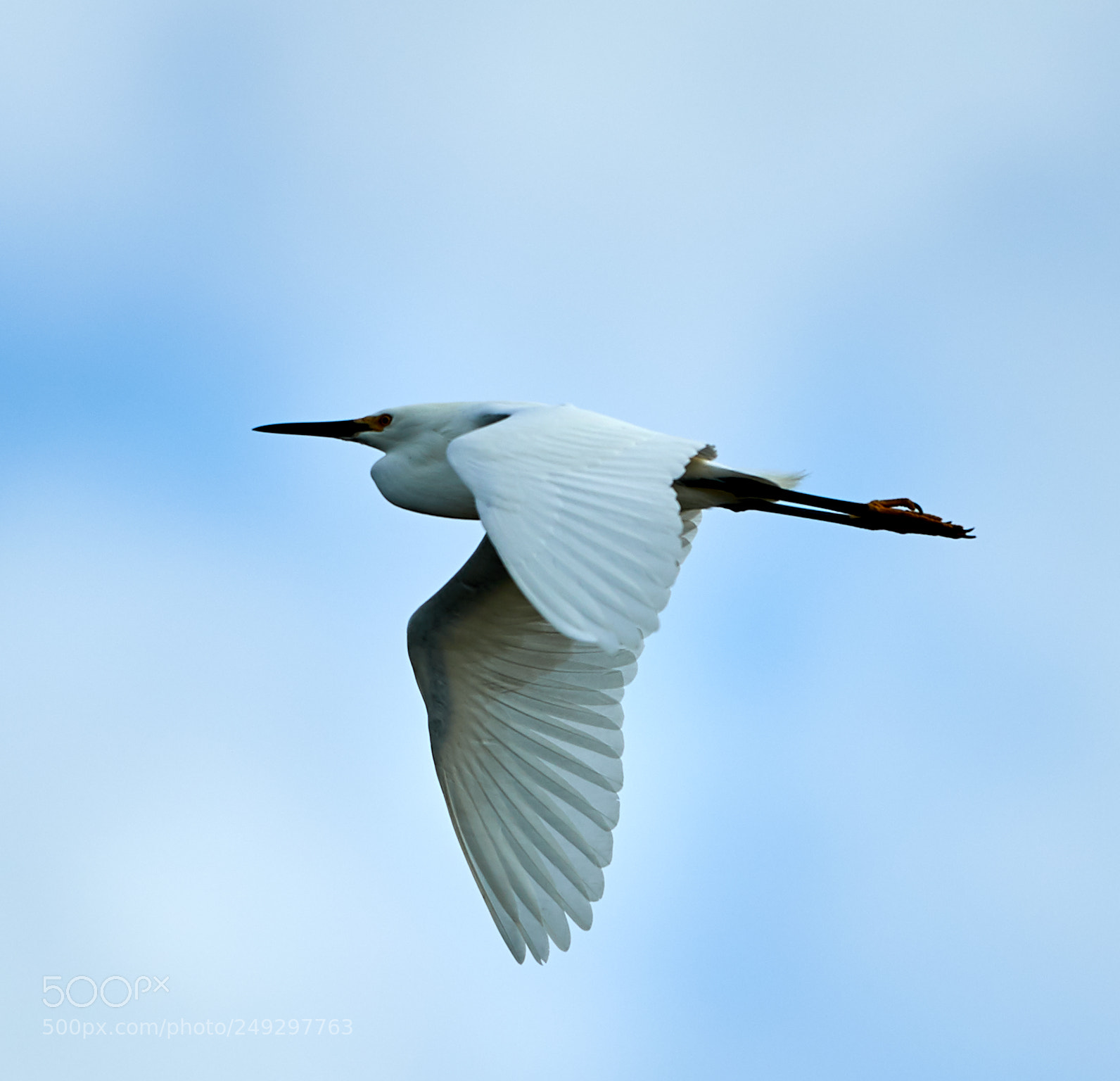 Canon EOS-1D X Mark II sample photo. 03-14-18-0007459.jpg photography