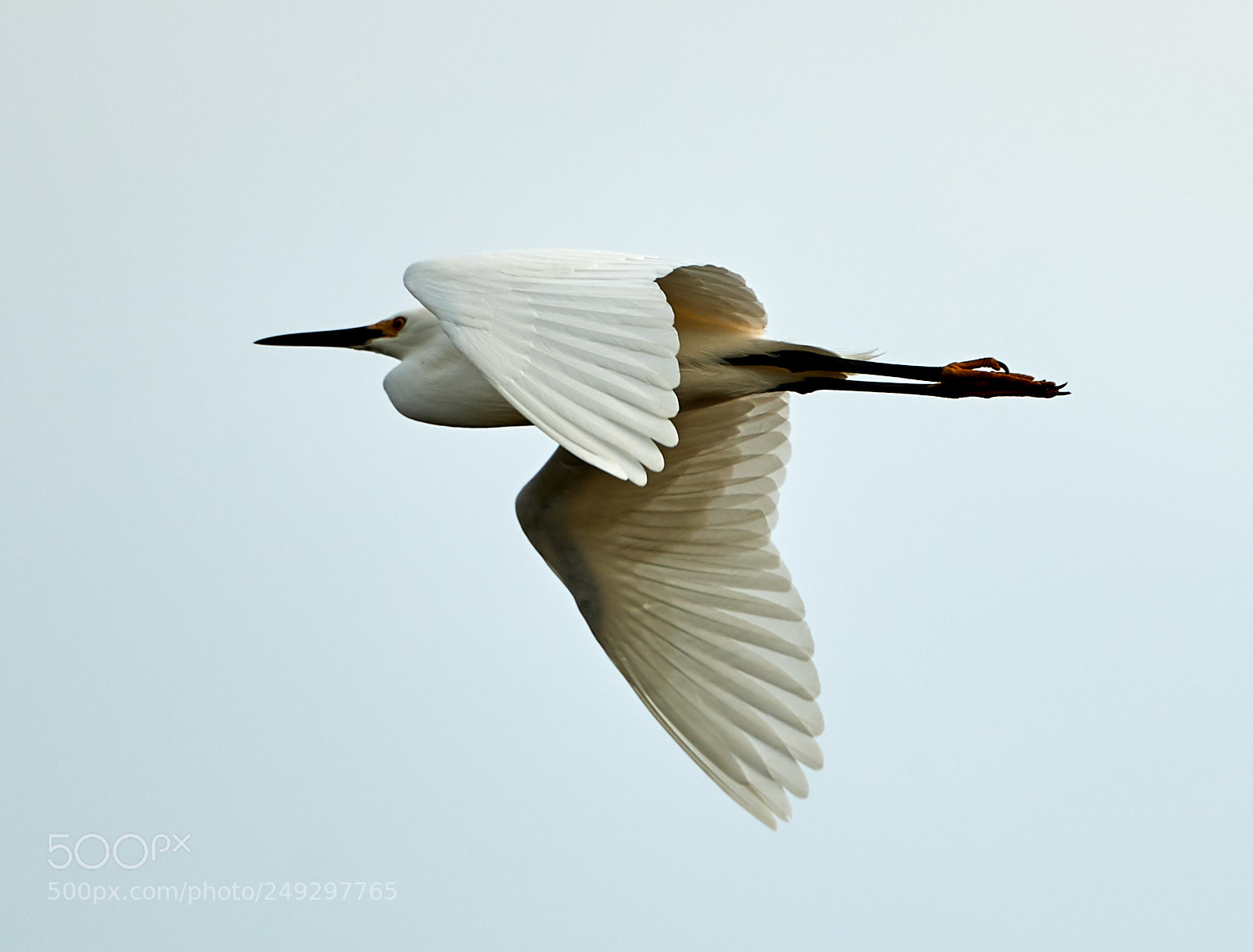 Canon EOS-1D X Mark II sample photo. 03-14-18-0007458.jpg photography
