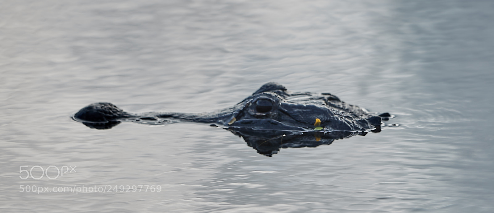 Canon EOS-1D X Mark II sample photo. 03-14-18-0007449.jpg photography