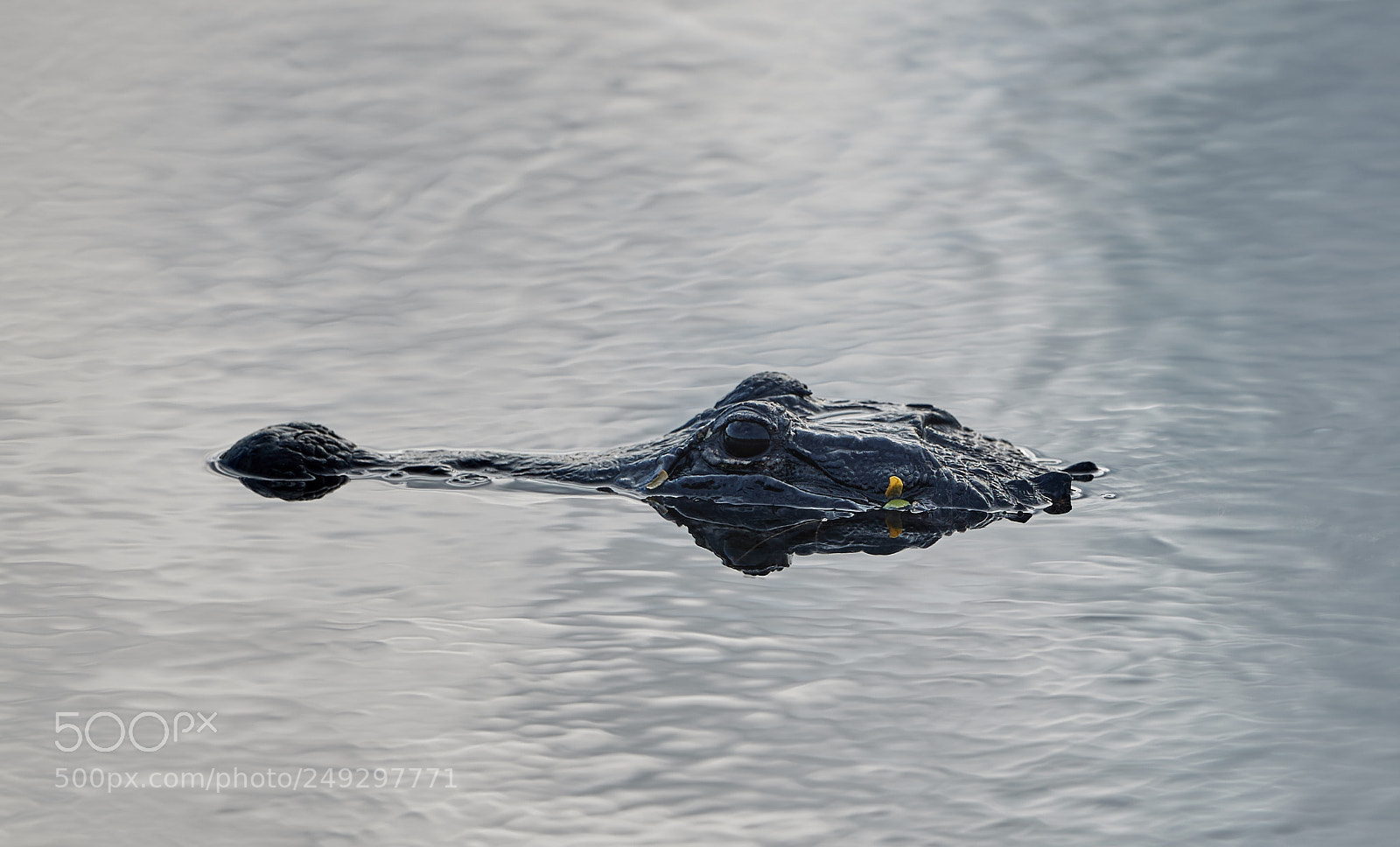 Canon EOS-1D X Mark II sample photo. 03-14-18-0007448.jpg photography
