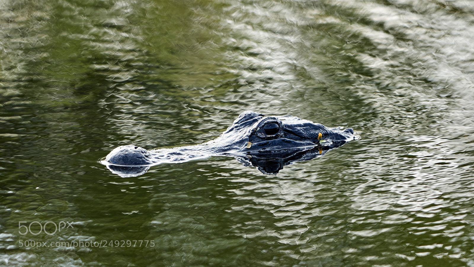 Canon EOS-1D X Mark II sample photo. 03-14-18-0007447.jpg photography