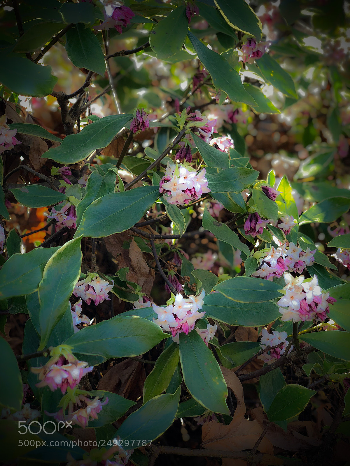 Apple iPhone X sample photo. Spring is among us photography