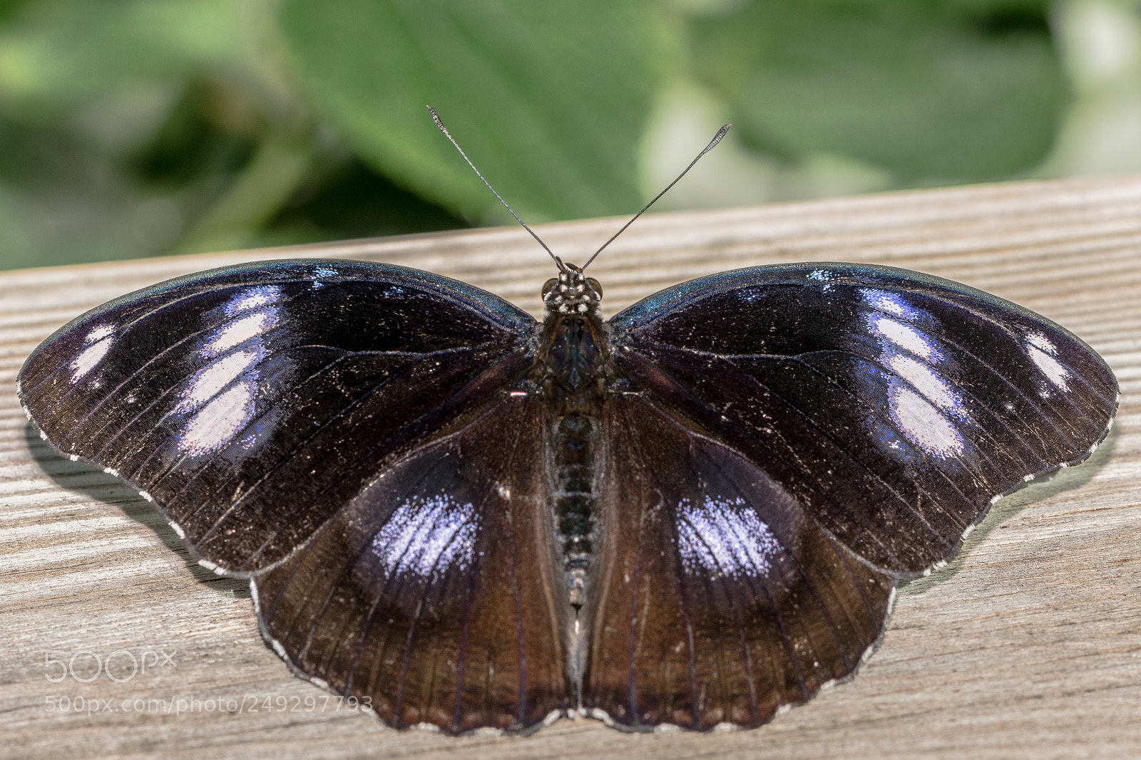 Nikon D7100 sample photo. Batterfly photography