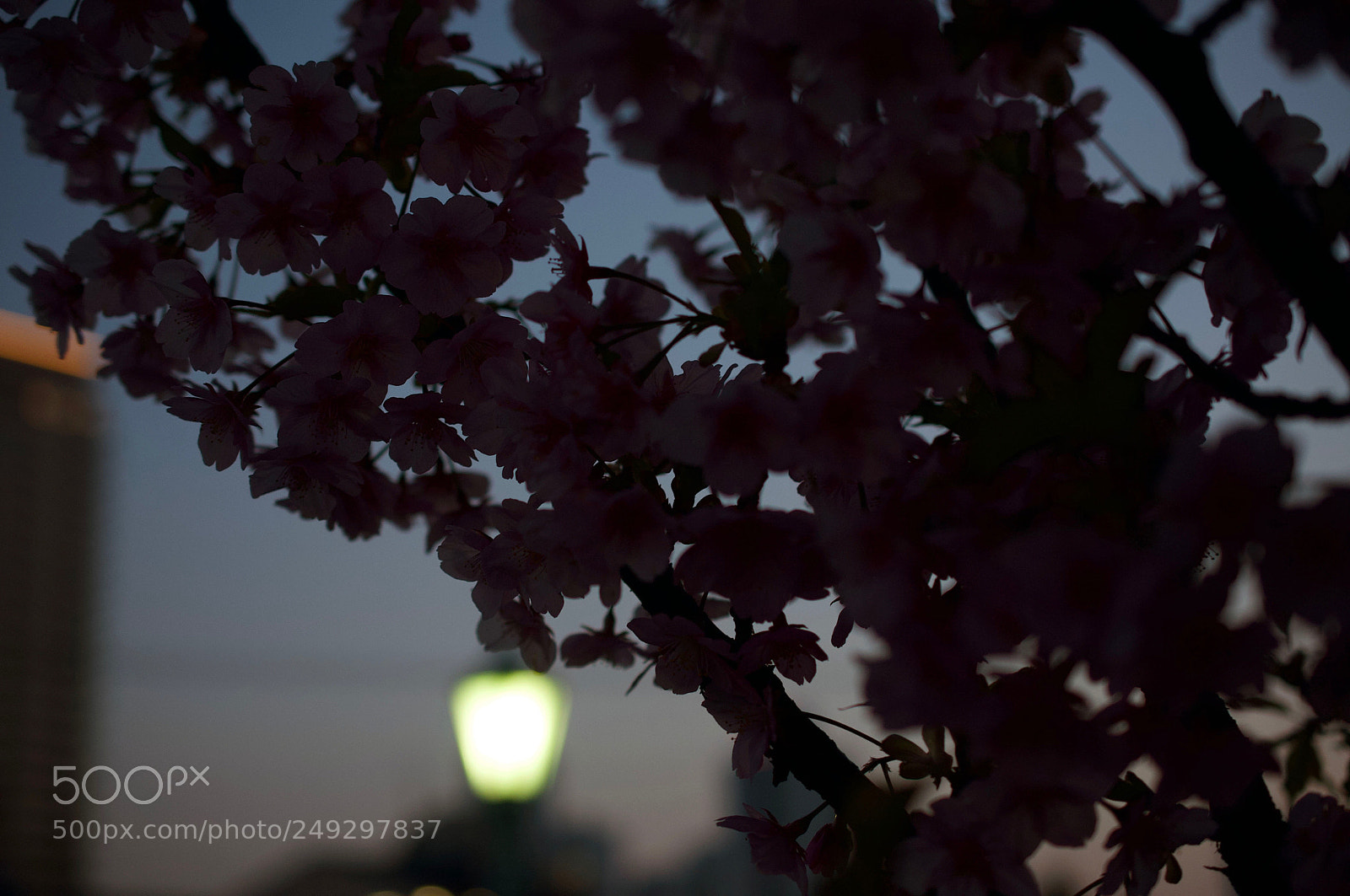 Nikon D90 sample photo. Sakura in the night photography