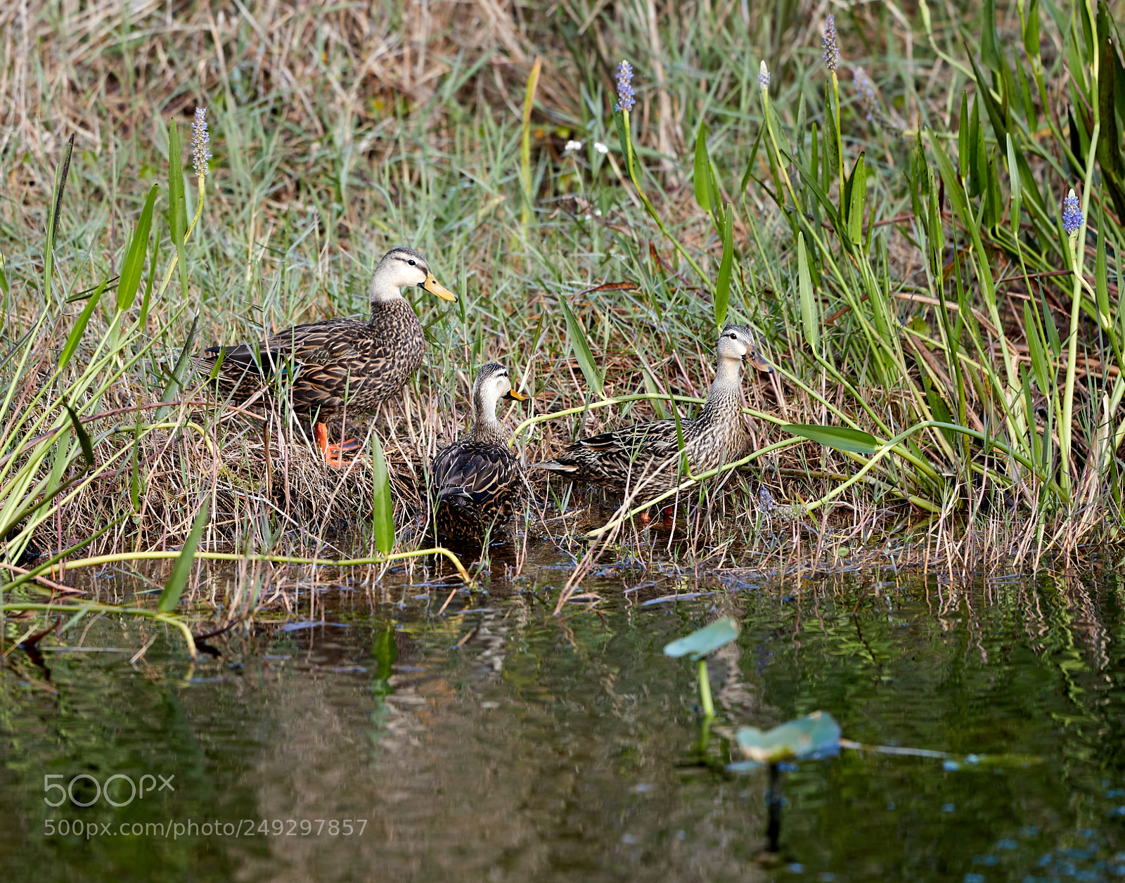 Canon EOS-1D X Mark II sample photo. 03-14-18-0007445.jpg photography