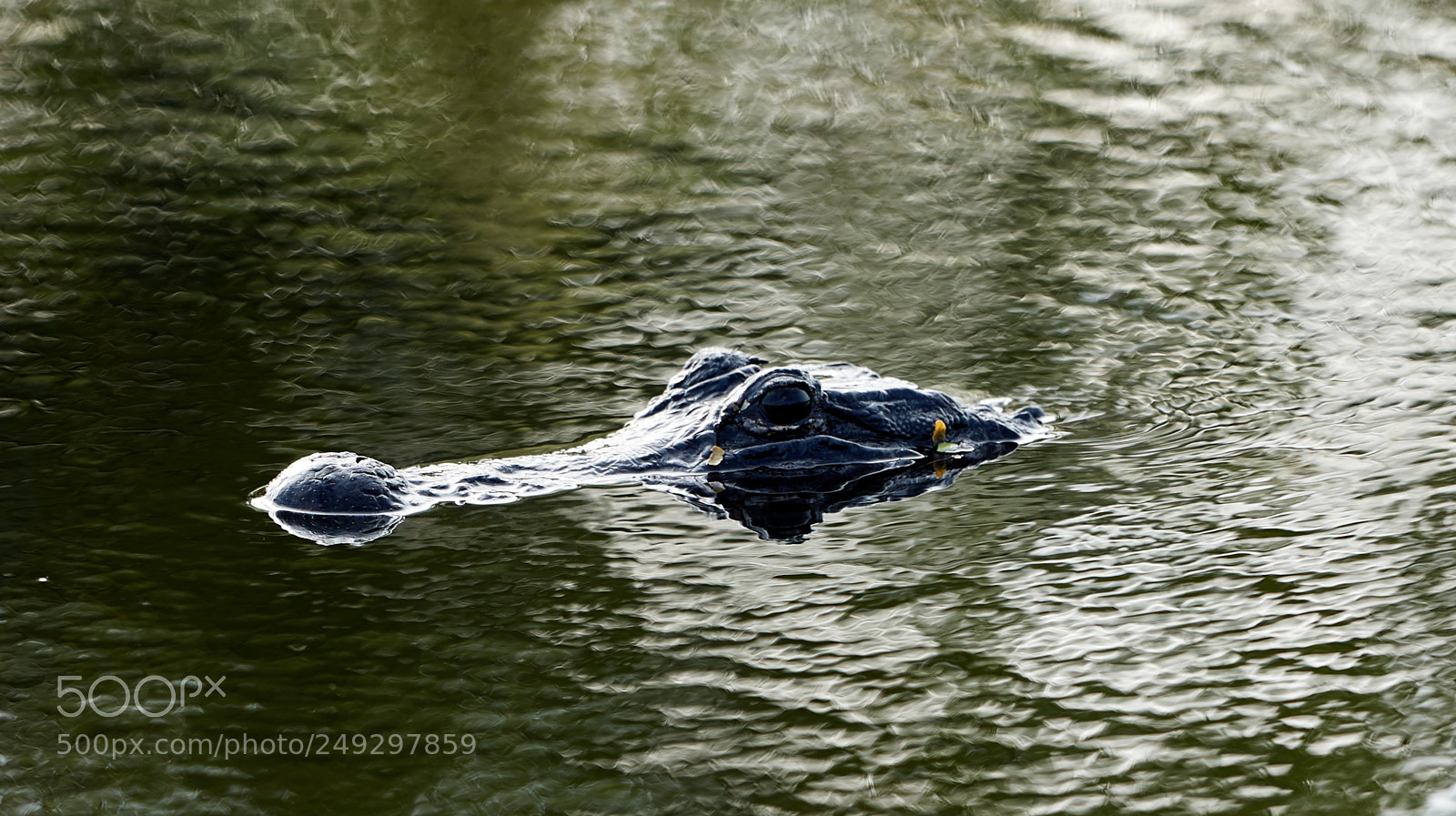 Canon EOS-1D X Mark II sample photo. 03-14-18-0007446.jpg photography