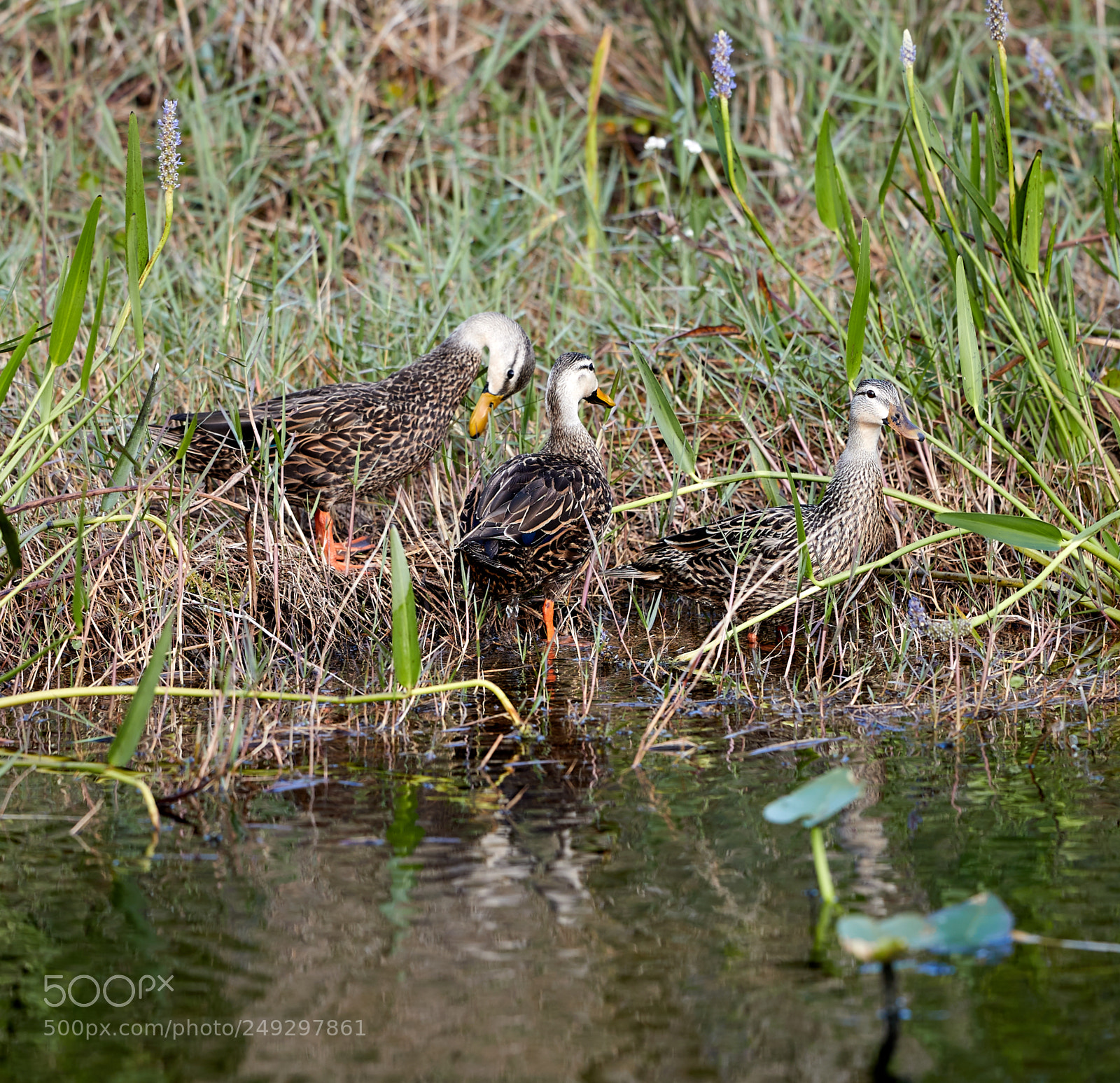 Canon EOS-1D X Mark II sample photo. 03-14-18-0007444.jpg photography