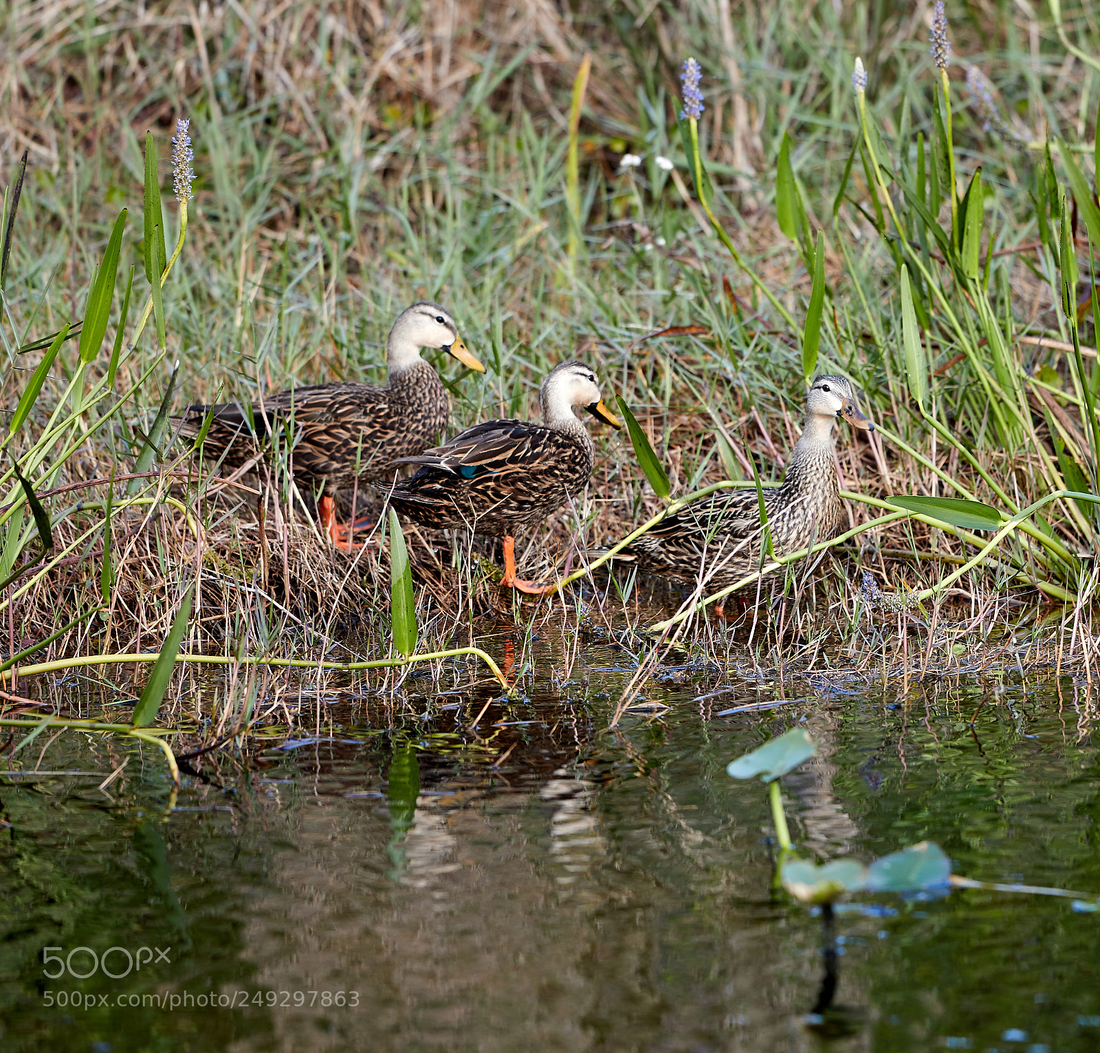 Canon EOS-1D X Mark II sample photo. 03-14-18-0007443.jpg photography