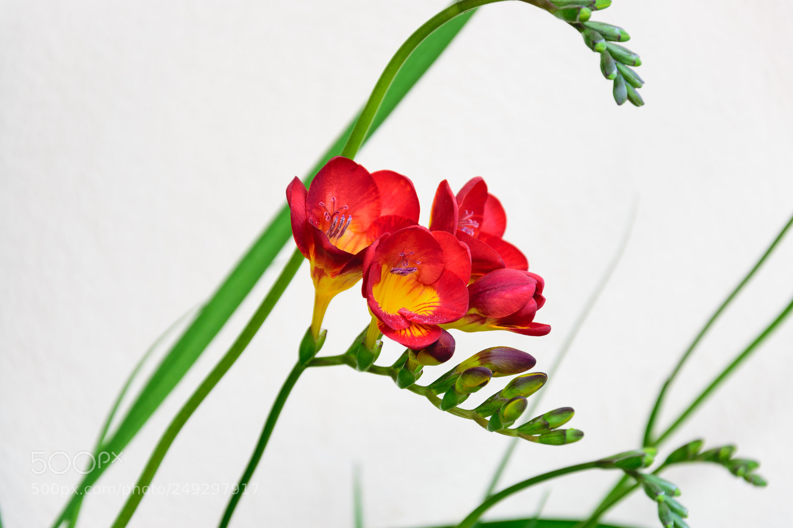 Nikon D3300 sample photo. Flower photography