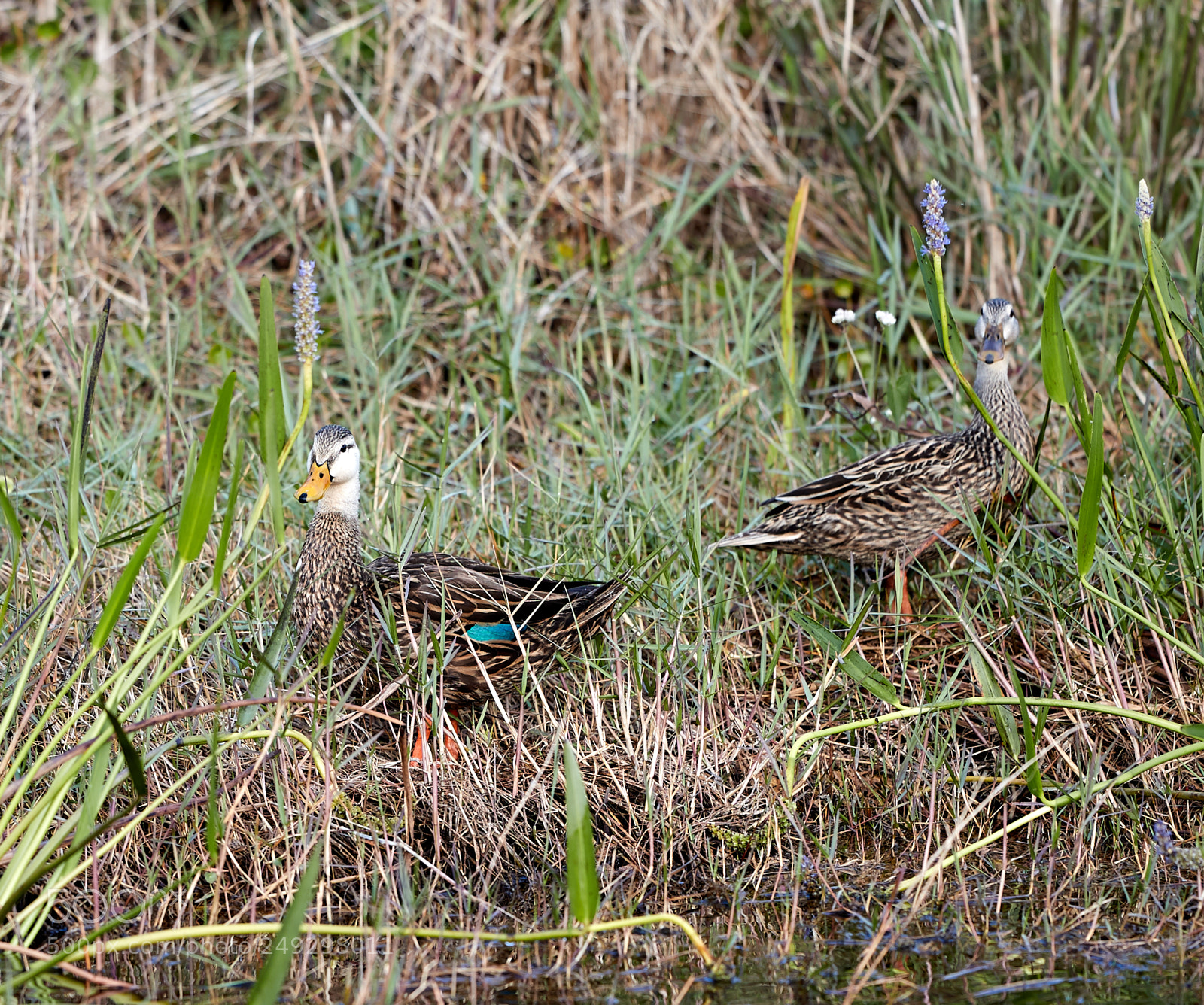 Canon EOS-1D X Mark II sample photo. 03-14-18-0007440 1.jpg photography