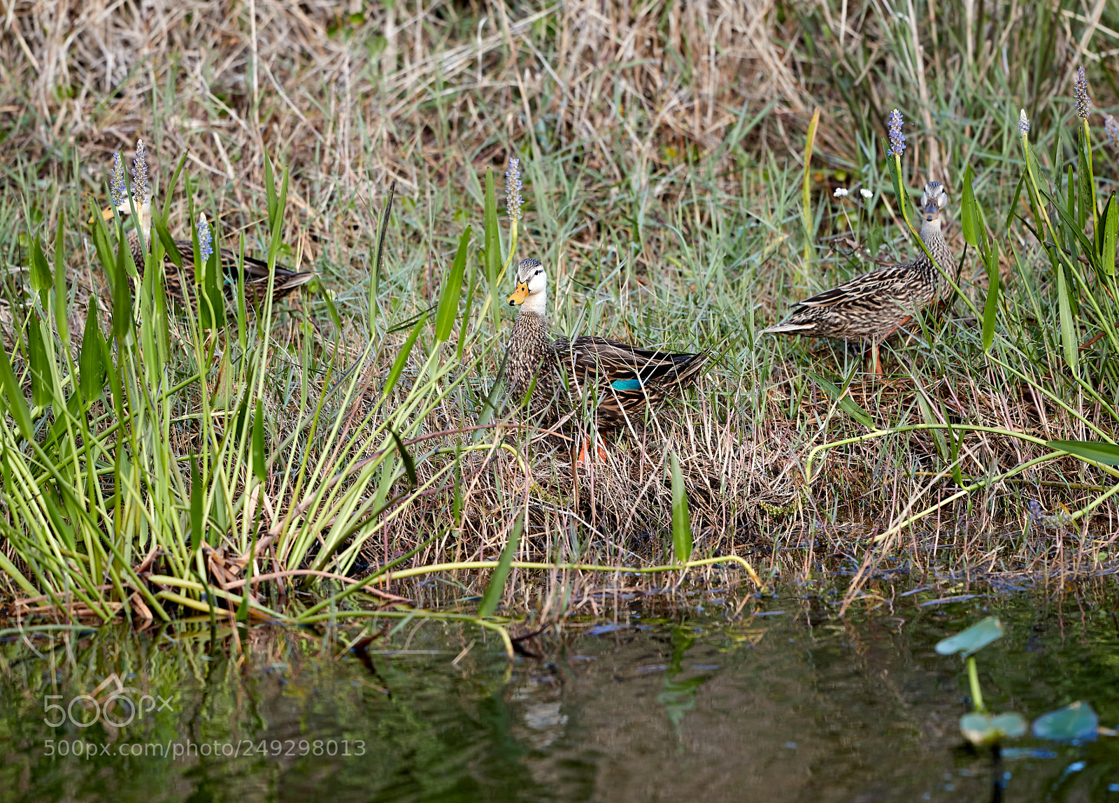 Canon EOS-1D X Mark II sample photo. 03-14-18-0007440.jpg photography