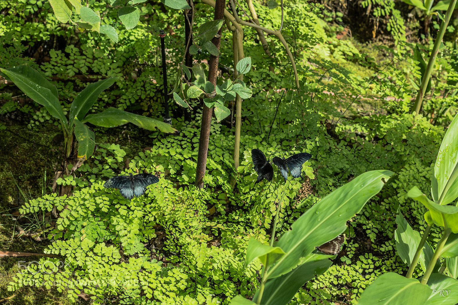 Nikon D7100 sample photo. Batterfly photography