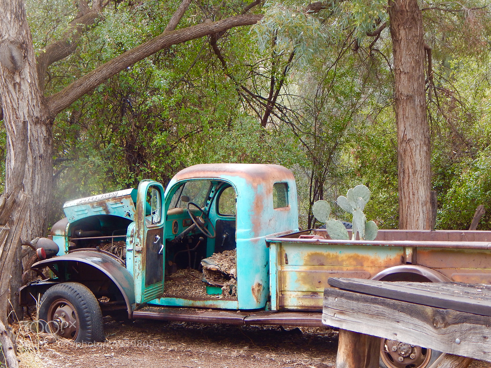 Nikon Coolpix L830 sample photo. Old cactus truck photography