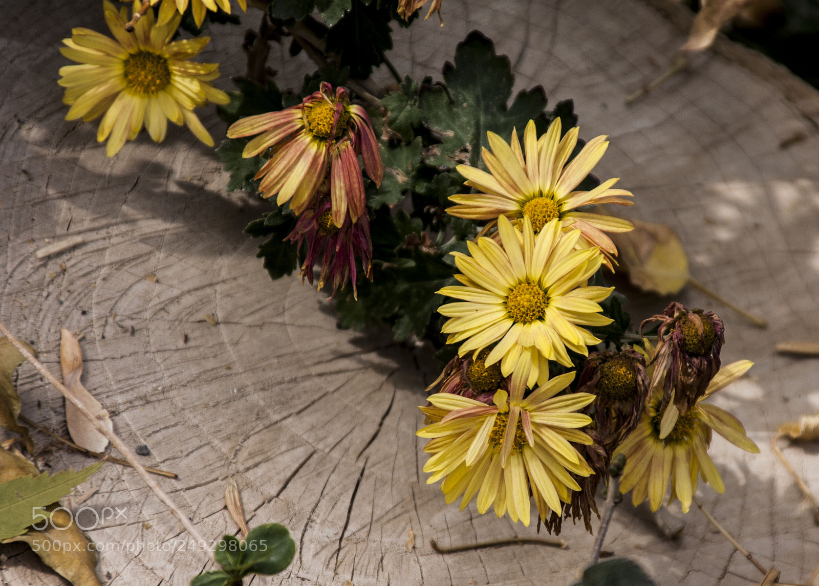 Canon EOS 40D sample photo. Beauty in messiness photography
