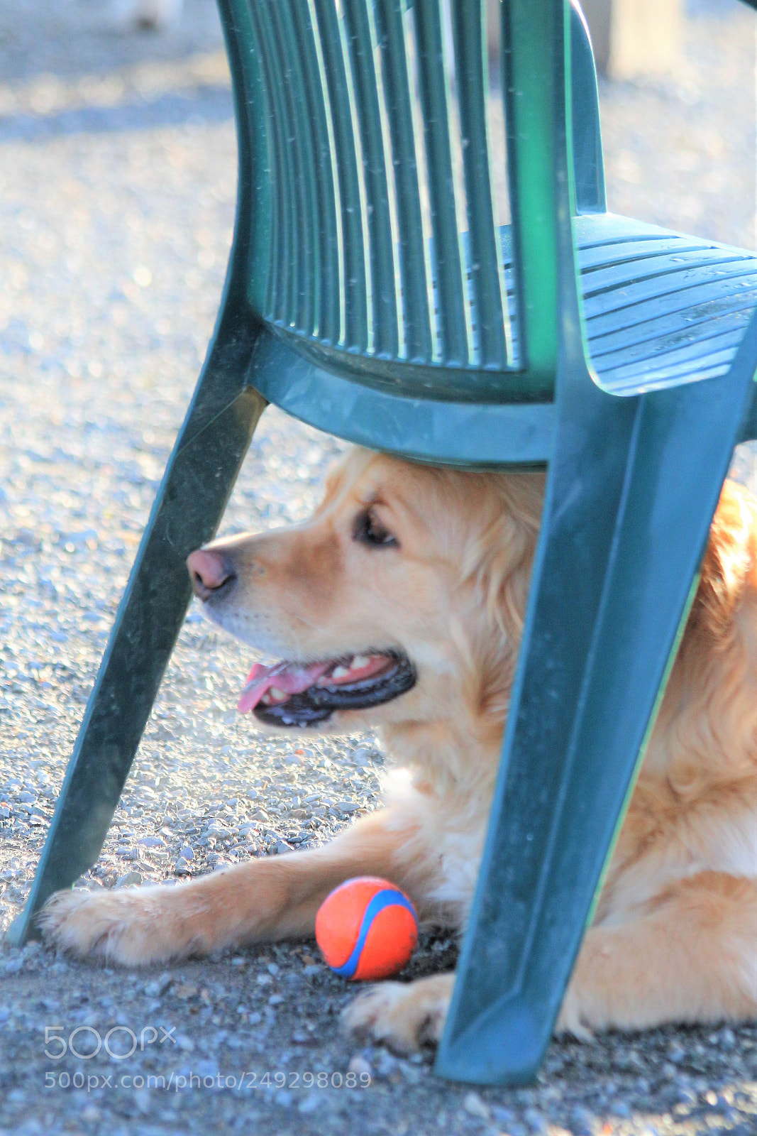 Canon EOS 700D (EOS Rebel T5i / EOS Kiss X7i) sample photo. Bruno under a chair photography