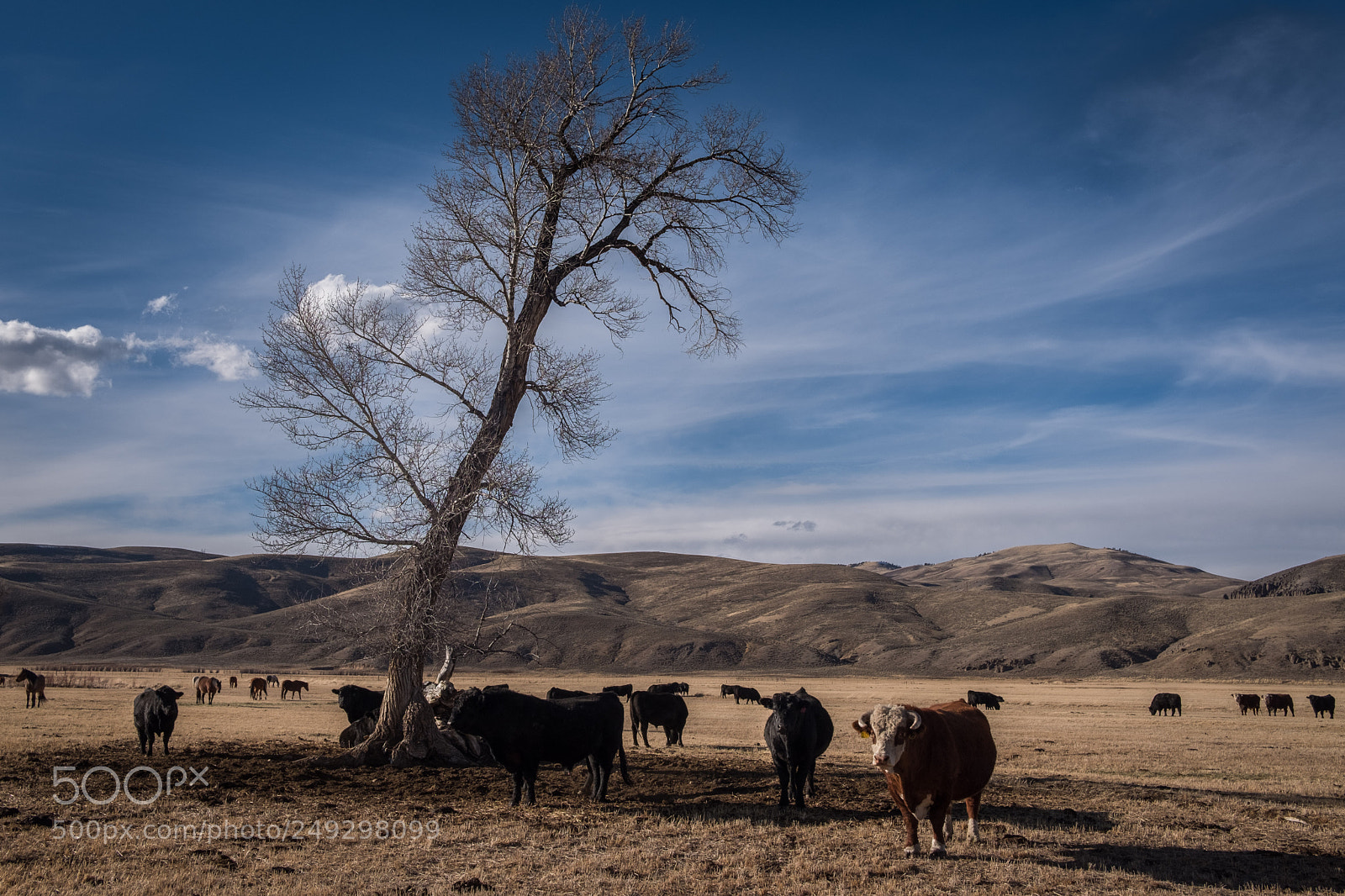 Fujifilm X-T2 sample photo. Cattle with long shadows photography