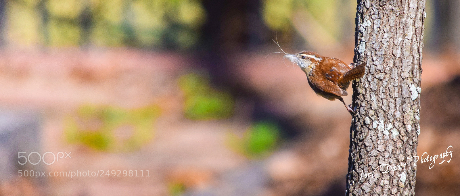 Nikon D5300 sample photo. Carolina wren on the photography