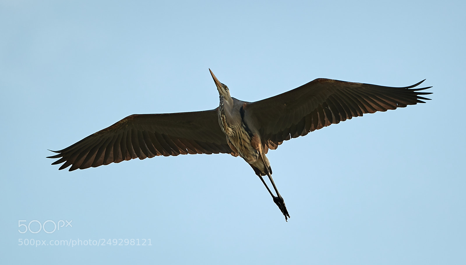 Canon EOS-1D X Mark II sample photo. 03-14-18-0007425.jpg photography