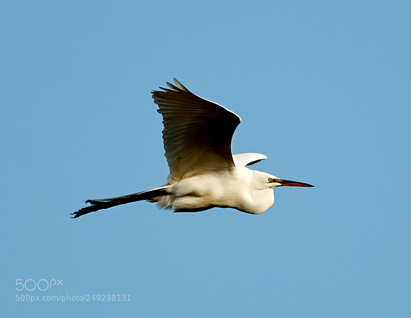 Canon EOS-1D X Mark II sample photo. 03-14-18-0007420.jpg photography