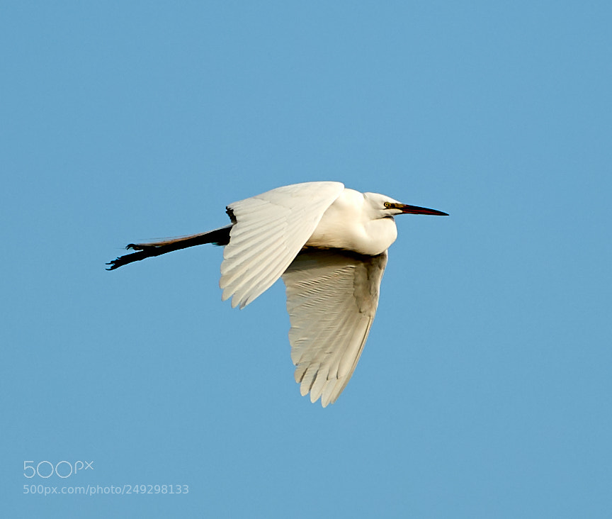 Canon EOS-1D X Mark II sample photo. 03-14-18-0007419.jpg photography