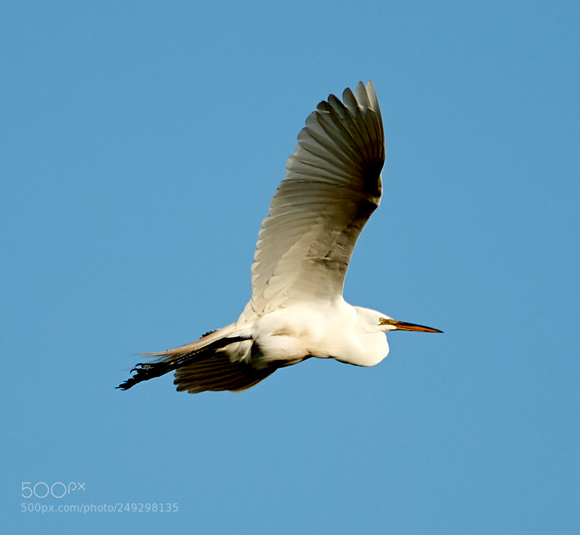 Canon EOS-1D X Mark II sample photo. 03-14-18-0007417.jpg photography