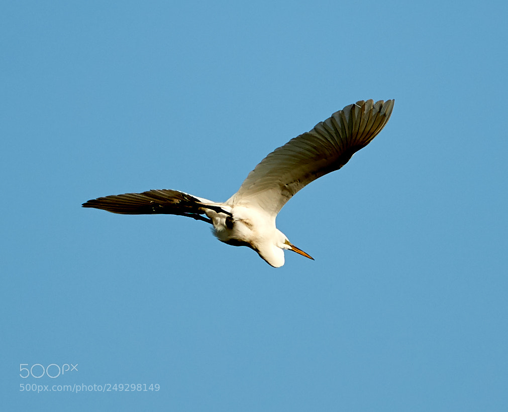 Canon EOS-1D X Mark II sample photo. 03-14-18-0007416.jpg photography
